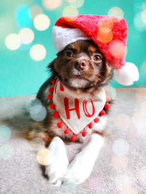 Christmas * Dog Bandana * Cat Bandana * checked * beige * red * Ho-ly moly!