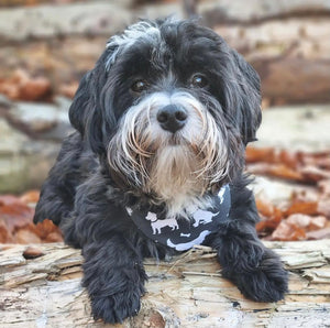 Dog Bandana * The bark side of life