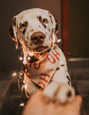 Christmas * Dog Bandana * Cat Bandana * checked * beige * red * Ho-ly moly!