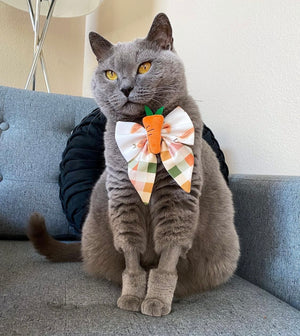 Easter * Dog Bow * Cat Bow * orange * I carrot take my eyes of you