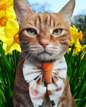 Easter * Dog Bow * Cat Bow * orange * I carrot take my eyes of you