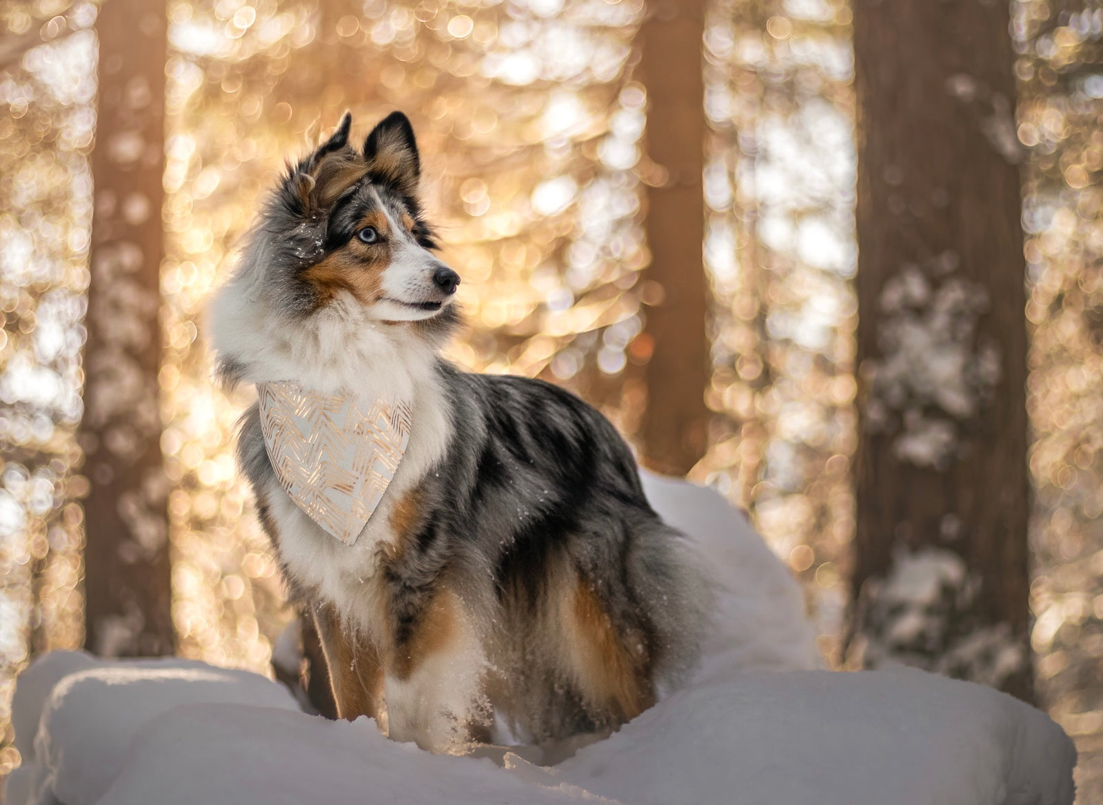 Winter * Dog Bandana * Cat Bandana * Glitter * gold * Ready, set, glow!