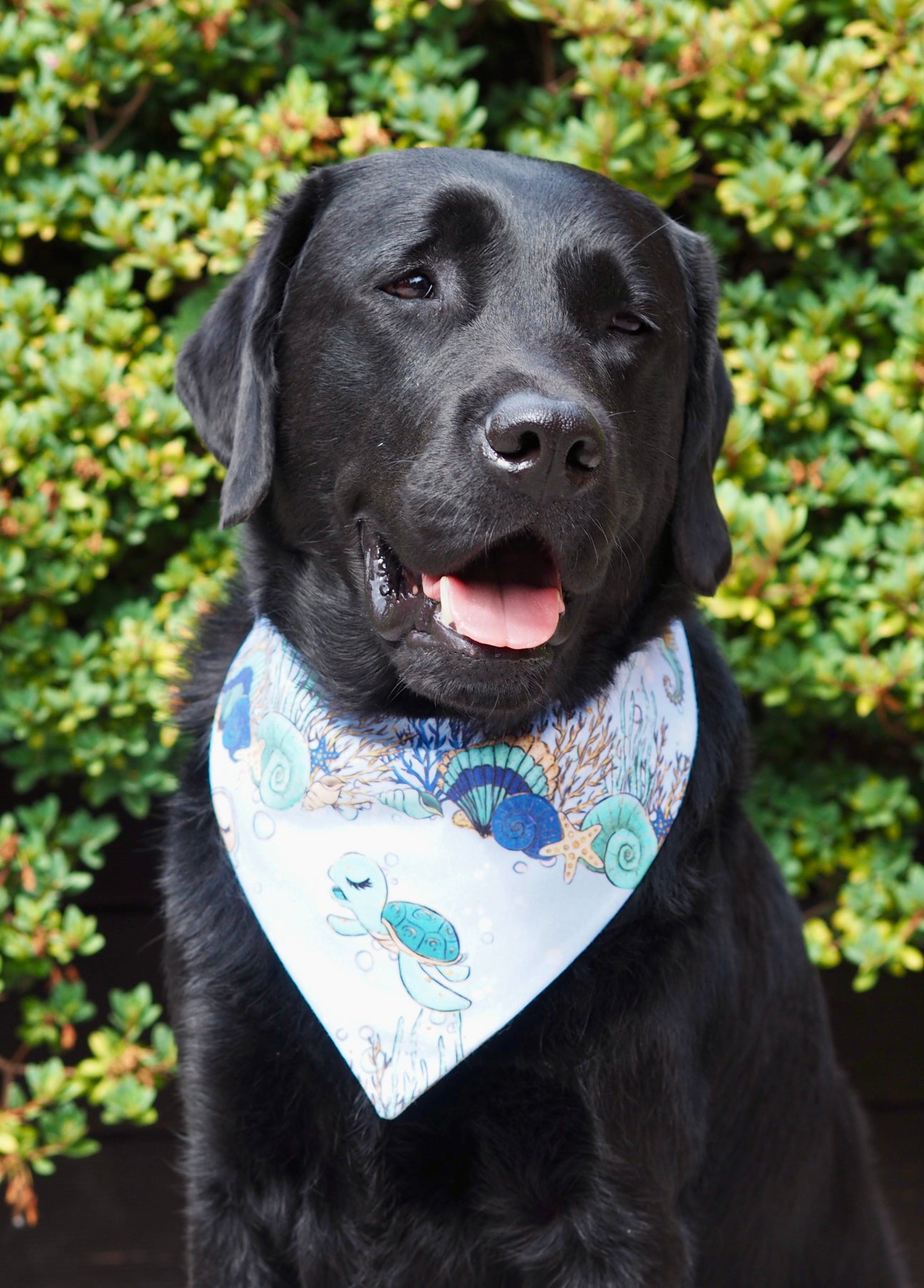 Schwarzer Labrador trägt Hundehalstuch in blau mit Muscheln und Schildkröte