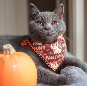 Autumn * Cat Bandana * Leaves * orange * brown * Pawtumn Vibes