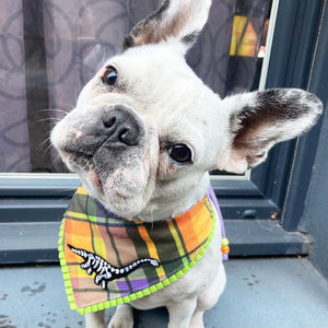 Halloween * Dog Bandana * Cat Bandana * Deadly Dinosaurs