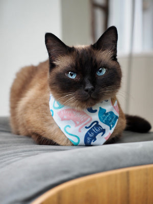 Cat Bandana * Meowtivate me