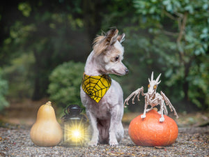 Halloween * Dog Bandana * Cat Bandana * Spider * red * yellow * Creepin' it real