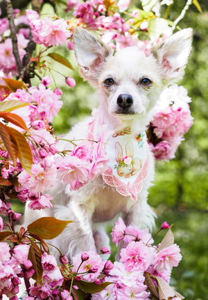 Easter * Dog Bandana * Cat Bandana * Flowers* No bunny but you