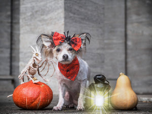 Halloween * Dog Bandana * Cat Bandana * Spider * red * yellow * Creepin' it real